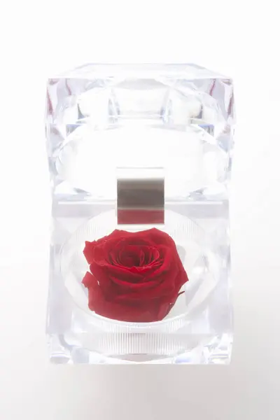 Červená Růže Skleněné Krabici Bílém Pozadí — Stock fotografie