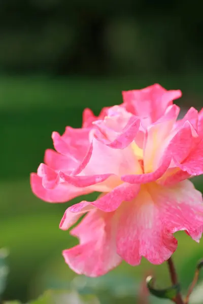 Bahçedeki Güzel Pembe Gül Çiçek Arka Planı — Stok fotoğraf