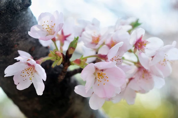Bellissimo Fiore Ciliegio Rosa Primavera — Foto Stock