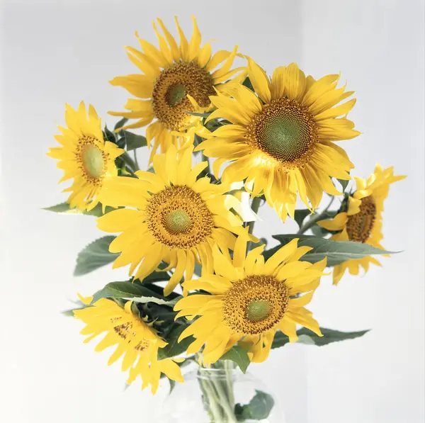 bouquet of beautiful sunflowers on a white background