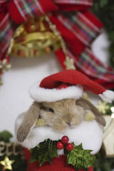 Χαριτωμένο Κουνέλι Ρούχα Santa Claus Στο Παρασκήνιο — Φωτογραφία Αρχείου