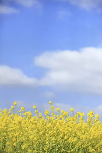 yellow rapeseed field in the netherlands