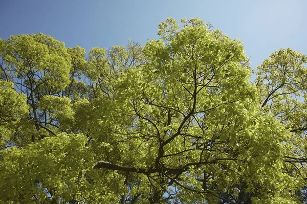 Groene Bomen Blauwe Lucht — Stockfoto