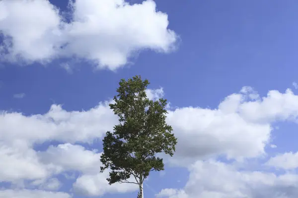 Дерево Облака Голубом Небе Фоне Природы — стоковое фото