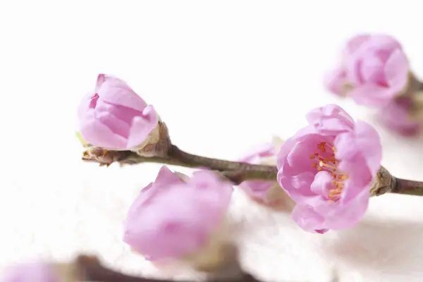 Belas Flores Sakura Florescendo Ramo — Fotografia de Stock