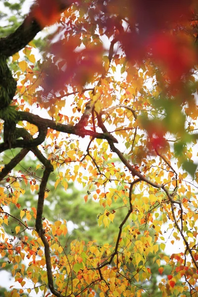 Sonbahar Yapraklarıyla Kaplı Ağaçlar — Stok fotoğraf