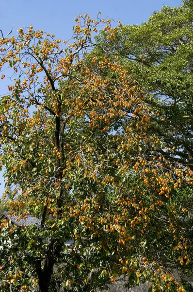 Buah Wampee Segar Pada Pohon Latar Belakang Alam — Stok Foto