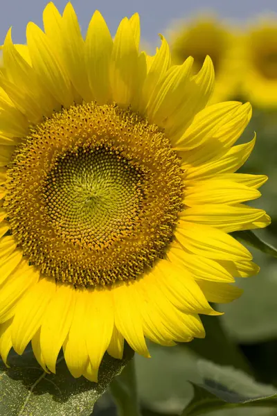 Schöne Sonnenblumen Auf Dem Feld — Stockfoto
