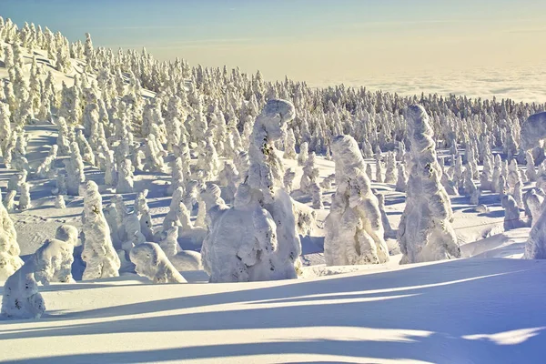 Bela Paisagem Inverno Com Árvores Cobertas Neve Nas Montanhas Durante — Fotografia de Stock