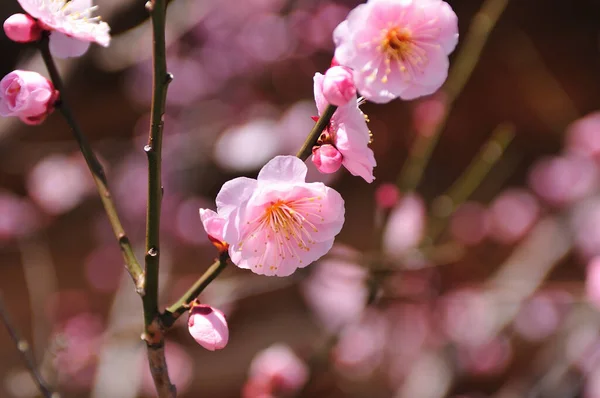 Όμορφα Ροζ Λουλούδια Ανθισμένα Δέντρα Στον Ανοιξιάτικο Κήπο — Φωτογραφία Αρχείου