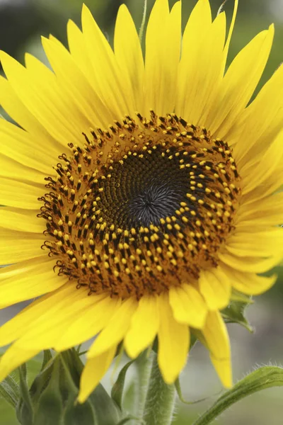 Schöne Sonnenblume Garten — Stockfoto
