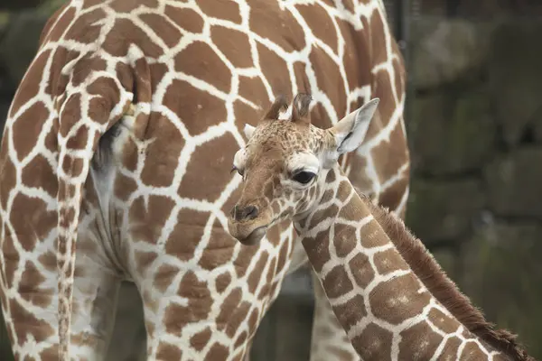 Vista Ravvicinata Belle Giraffe Nello Zoo — Foto Stock