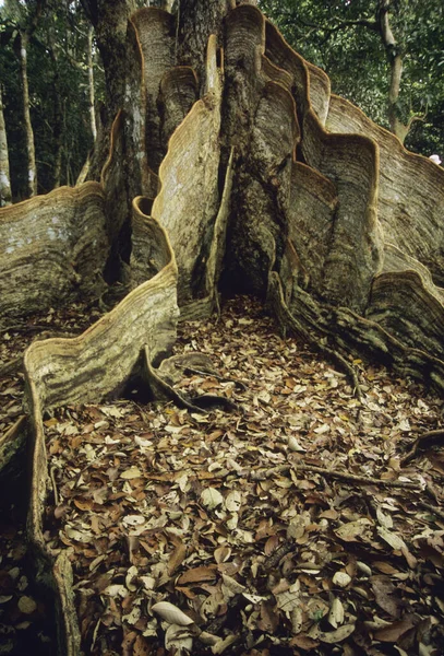 Vista Perto Raiz Árvore Grande Okinawa — Fotografia de Stock