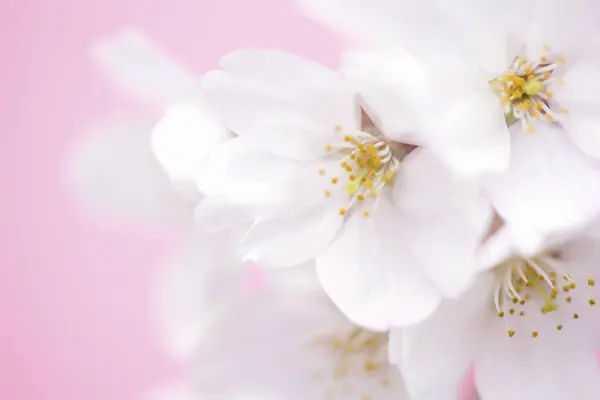 Bellissimo Fiore Ciliegio Sfondo Rosa — Foto Stock