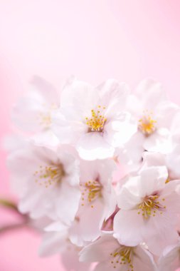 İlkbaharda kiraz çiçeği 