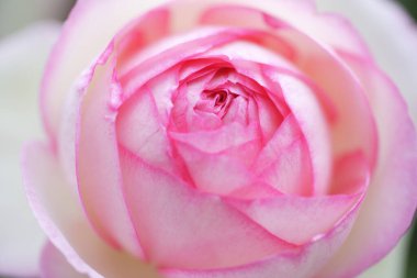 Bahçedeki pembe gülün yakın görüntüsü