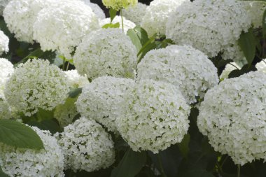 Bahçede çiçek açan ortanca çiçek.