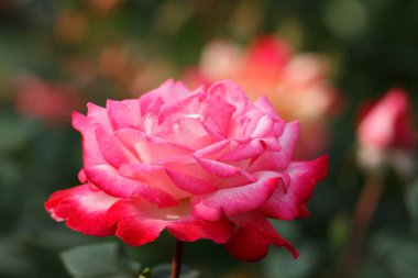 Bahçedeki güzel pembe gül. Çiçek arka planı