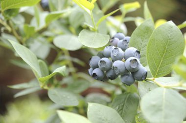 Yeşil yapraklı yabanmersinleri 