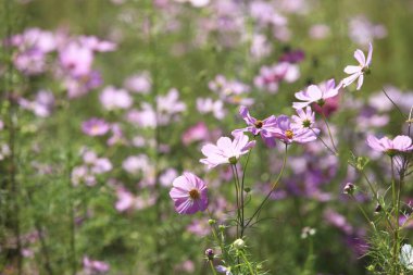 Bahçedeki güzel kozmos çiçekleri