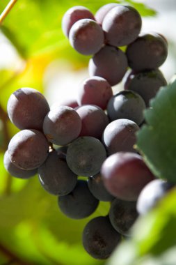 Taze taze organik üzümlerin ve üzüm bağındaki yeşil yaprakların yakın plan görüntüsü.    