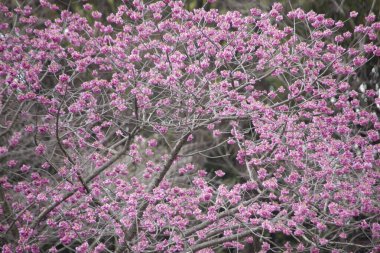 Japonya 'da kiraz çiçekleri tam çiçeklendiğinde
