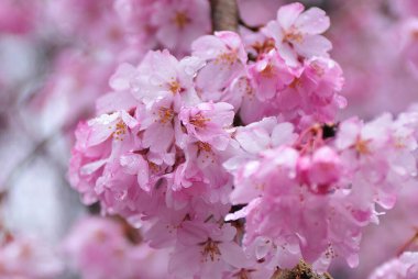 Bahçedeki güzel çiçekler, baharda açan ağaçlar.
