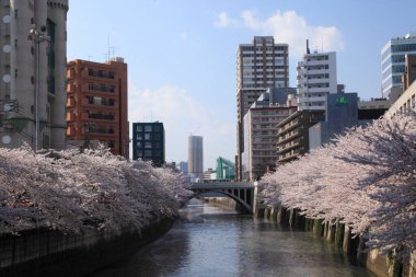 Chiyoda, Tokyo, Japonya 'daki Kitanomaru Park' ının güzel manzarası.