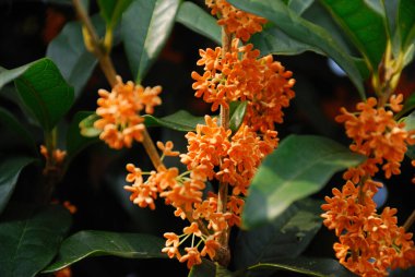 Çiçek açmış küçük turuncu çiçekler. Zeytinlik kokulu, birbirine yakın.