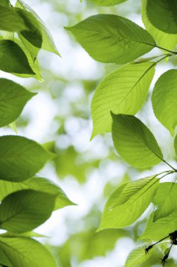 bulanık arkaplanda yeşil yapraklar 