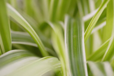 Arkaplanı çiğ damlalarıyla kaplayan taze yeşil çimenler