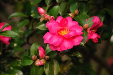 Açık büyüyen renk çiçekler yakın