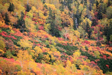 Dağlarda güzel bir sonbahar ormanı