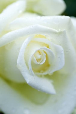 Bahçedeki beyaz gül