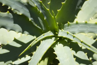 Güzel yeşil aloe vera yapraklarının yakın çekim görüntüsü        