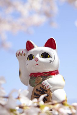 Maneki neko ve Kiraz Çiçekleri