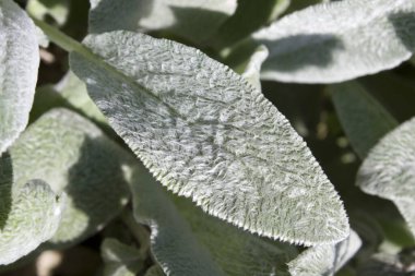 Bahçedeki taze yeşil yaprakları kapatın.                 