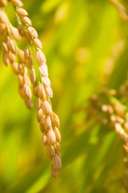 Pirinç tarlası kulakları  