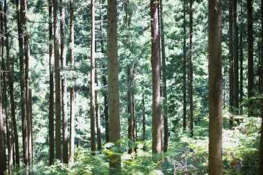 Yazın yeşil orman doğa arka planında