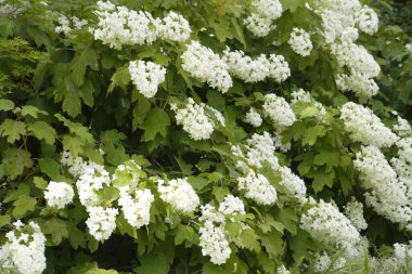 Bahçedeki güzel beyaz çiçekler