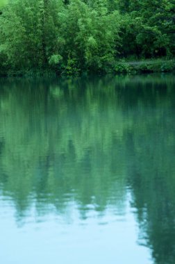 Doğadaki ağaçların su yansıması