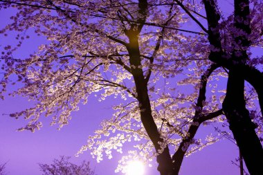 Japonya 'da gece Sakura çiçeği açar.