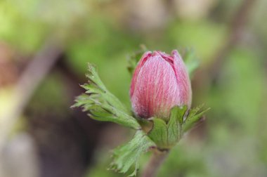 Güzel botanik fotoğrafı, doğal duvar kağıdı.