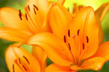 Bahçede yeşil yapraklı güzel zambakların yakın görüntüsü.. 