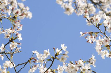 İlkbaharda kiraz ağacı çiçek açar