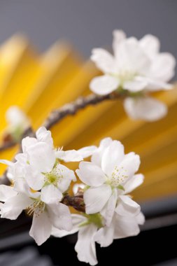 kiraz ağaçları çiçek bahar 