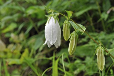 Güzel küçük çiçeklerin ve yeşil çimenlerin yakın plan görüntüsü.