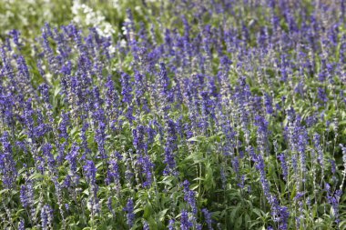 Bahçede büyüyen güzel çiçekler