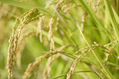 Bulanık doğal arkaplanı olan yeşil bitkilerin yakın görüntüsü