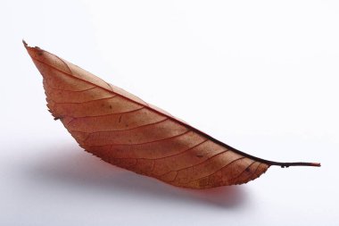 Sonbahar yaprakları, sonbahar bitkileri